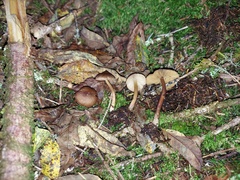 Inocybe napipes