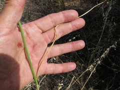Allium dregeanum