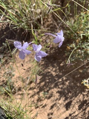 Ipomopsis longiflora