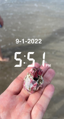 Megabalanus