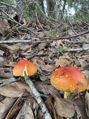 Amanita jacksonii