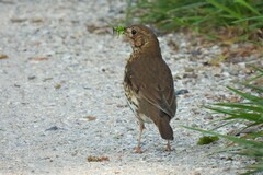 Turdus philomelos clarkei