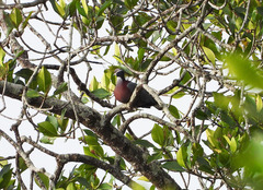 Ducula mullerii