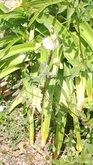 Erigeron bonariensis