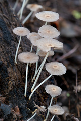 Mycena galericulata