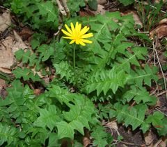 Aposeris foetida