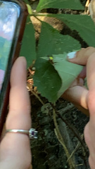 Micrathena sagittata