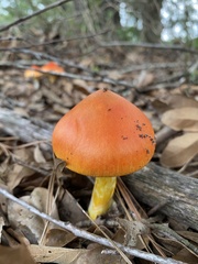 Amanita jacksonii