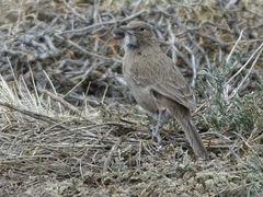 Pseudoseisura gutturalis