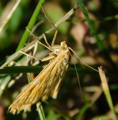 Sitochroa verticalis