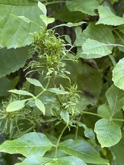 Rose rosette emaravirus