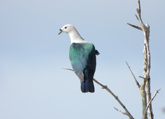 Ducula myristicivora