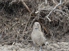 Pseudoseisura gutturalis