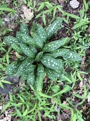 Pulmonaria officinalis