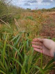 Rhynchospora corniculata