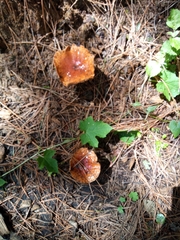 Limacella