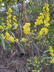 Acacia
