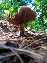Limacella