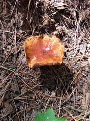 Limacella