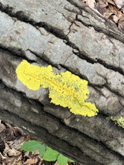Fuligo septica