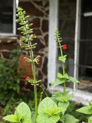 Salvia coccinea