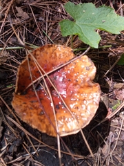 Limacella