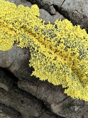 Fuligo septica