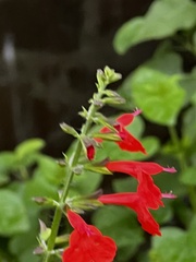 Salvia coccinea