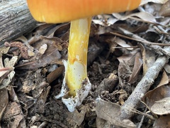 Amanita jacksonii