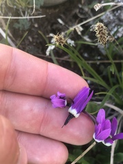 Primula frigida