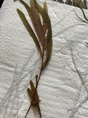 Potamogeton alpinus