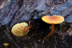 Heimiomyces tenuipes