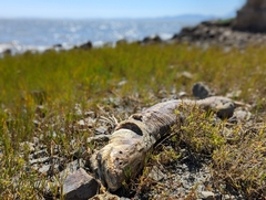 Acipenser transmontanus