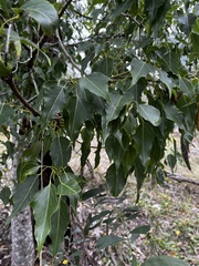 Brachychiton populneus