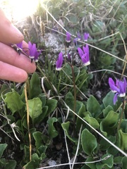 Primula frigida