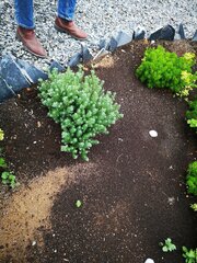 Lippia graveolens