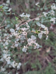 Spyridium parvifolium