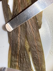 Potamogeton alpinus