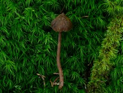 Inocybe multicoronata