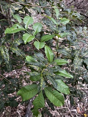 Flindersia australis