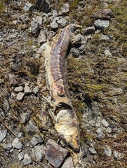 Acipenser transmontanus