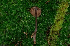 Inocybe multicoronata