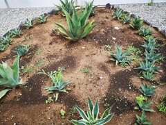 Asparagaceae