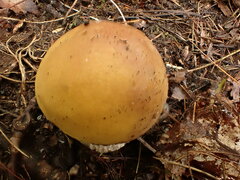 Boletus edulis