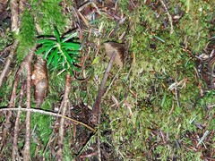 Inocybe multicoronata