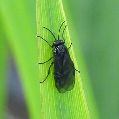 Rhadinoceraea micans