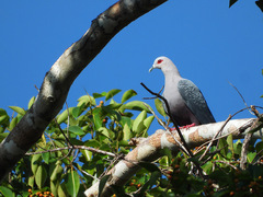 Ducula pinon