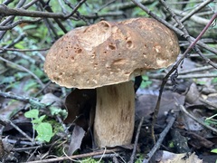 Boletus quercophilus