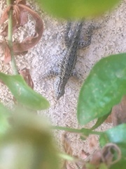 Uta stansburiana elegans