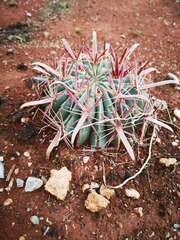 Ferocactus latispinus